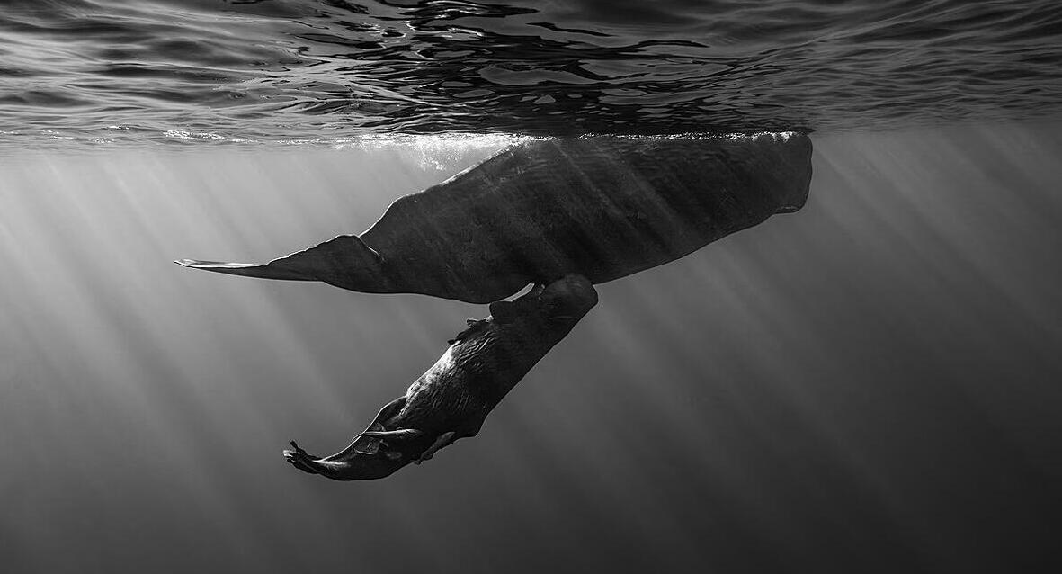 פוטו תחרות צילומים סוני 2024 לווייתן יונק