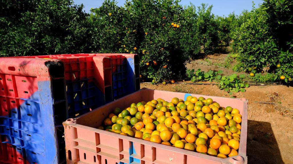 פרדס פרי הדר של מהדרין באזור המרכז