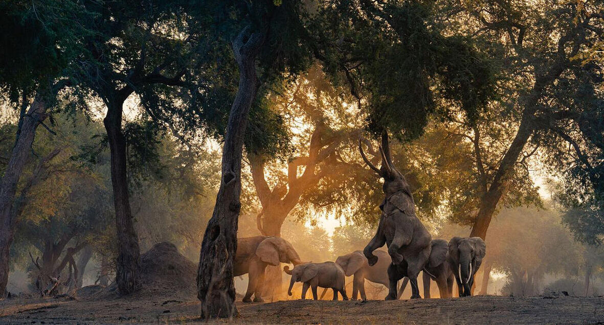 פוטו תחרות צילומי טבע 2024 פילים ביער