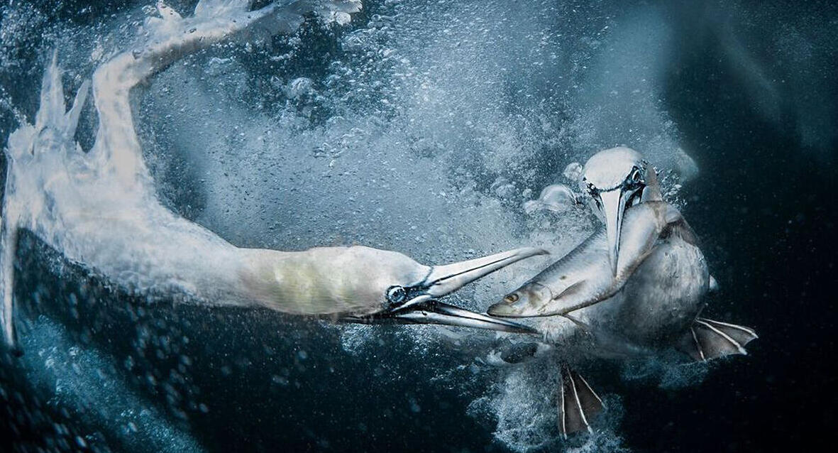 פוטו תחרות צילומי טבע 2024 ציפורים מתחת למים 