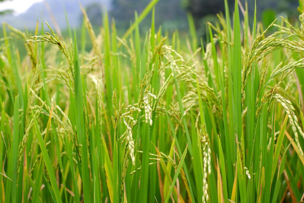 חלוצי הקניין הרוחני בעולמות ה-NGOs – מכון האורז פרץ את הדרך