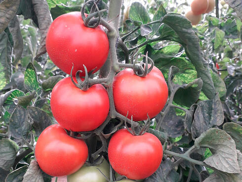 Tomatoes at Volcani Institute 