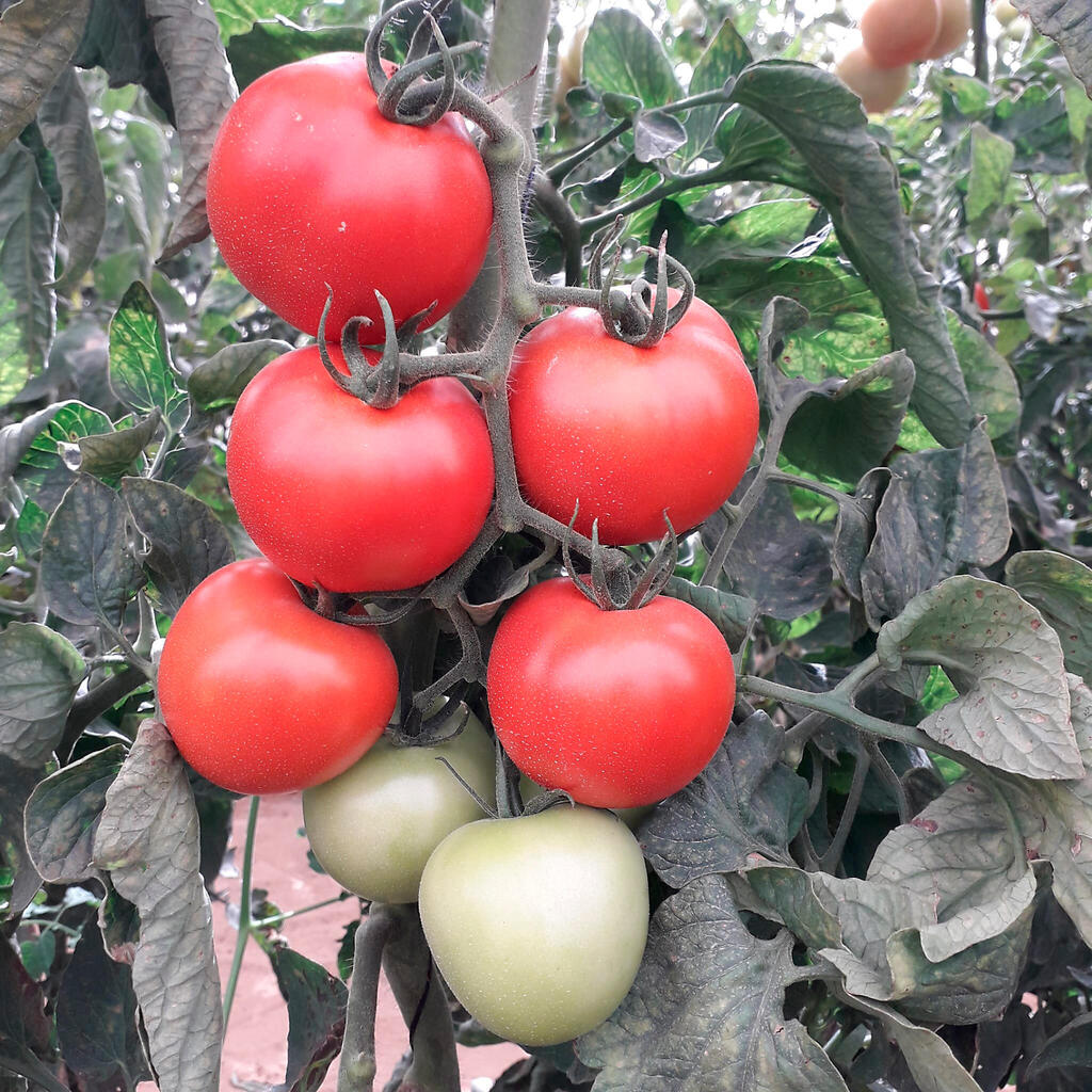 שתילים של עגבניות ב מכון וולקני 