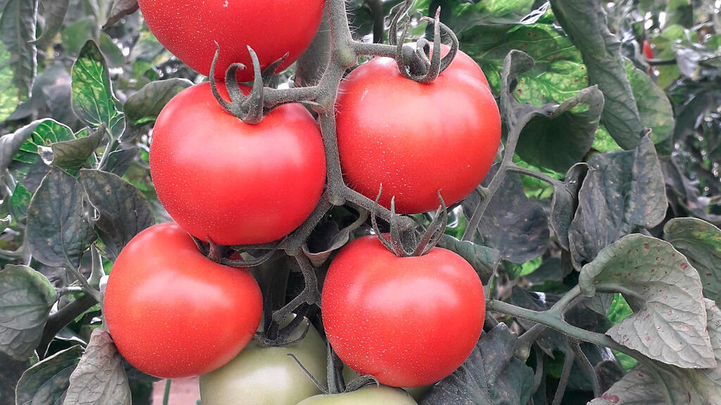 משבר האקלים מכה בעגבנייה, ועכשיו היא גם חטפה וירוס 