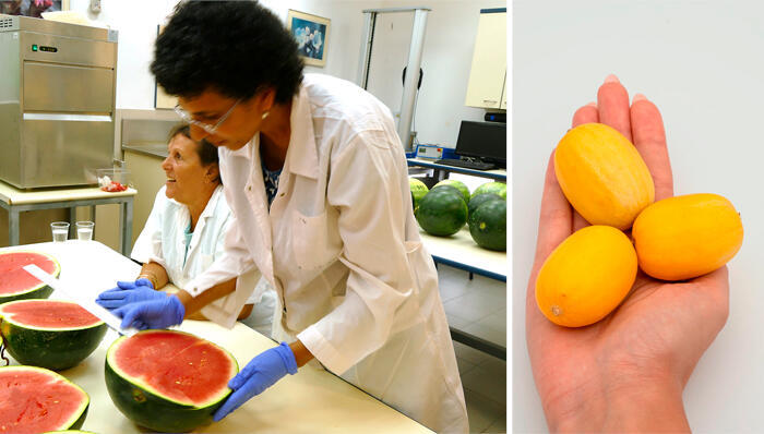 מימין  מיני מלון  cherry melon  שפותח ב מכון וולקני ו מדעני מכון וולקני ב רחובות פועלים להחזיר את הטעם ה טוב ל אבטיחים פיתוח מדעי