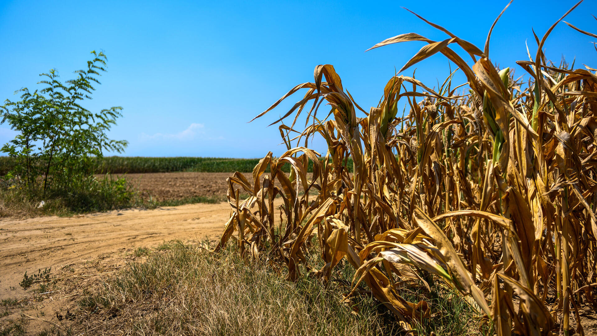 שדה תירס בצורת