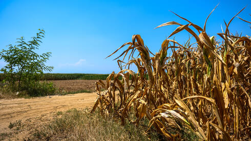 השירות המטאורולוגי: "פנינו לבצורת אקלימית וחקלאית"