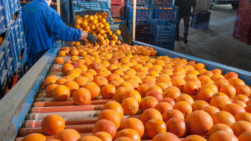 בשל פגעי מזג האוויר: אחרי הקקאו – גם מחיר מיץ התפוזים מזנק בעולם