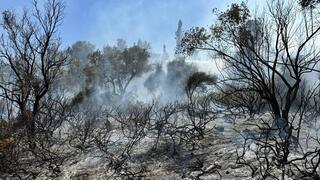 שריפה מוזיאון ישראל ירושלים חורש וצמחייה ב עמק המצלבה