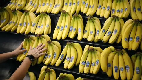 גם המוסר עקום: ספקית בננות מובילה מימנה מיליציית טרור בקולומביה