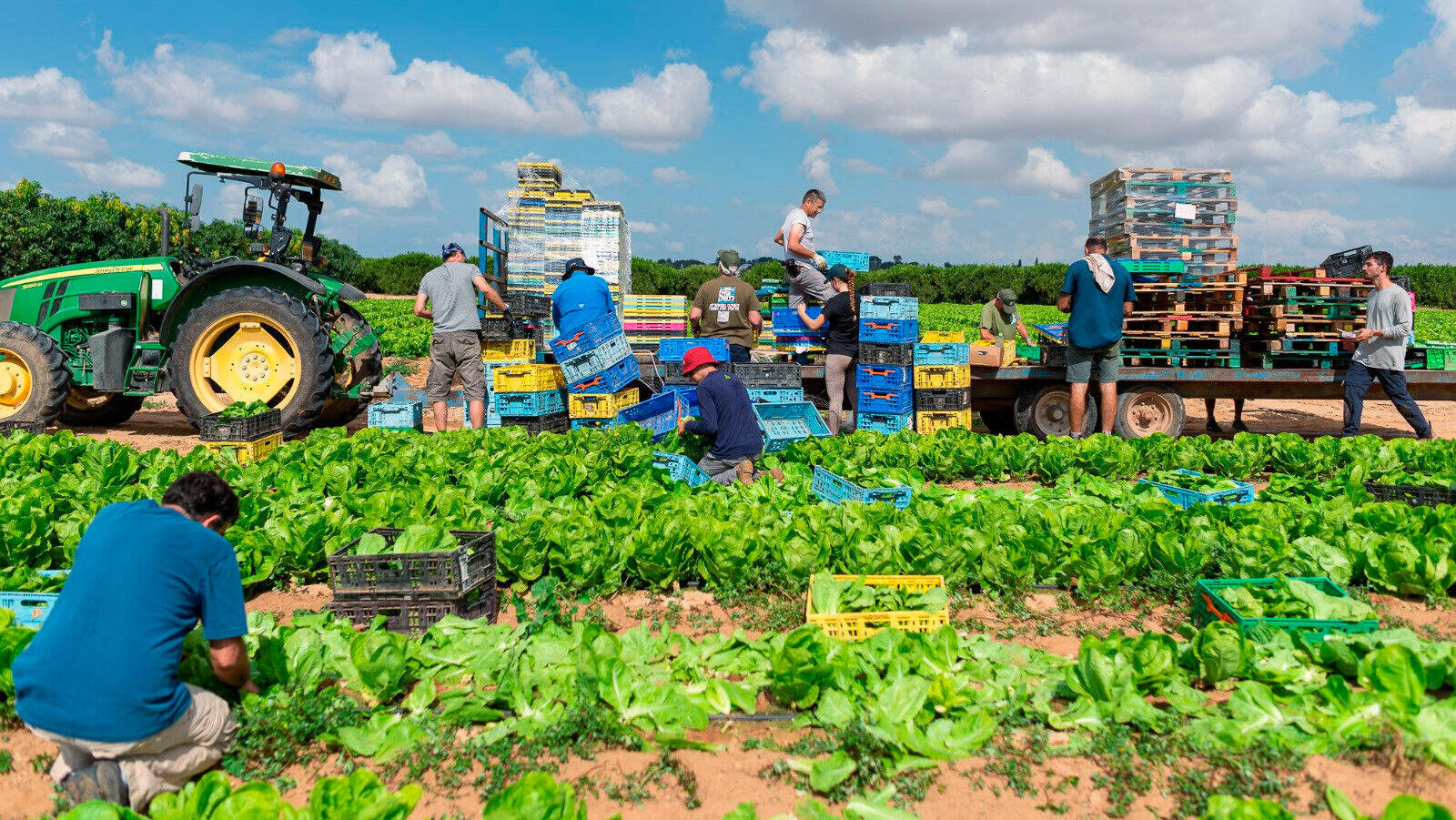 מתנדב מתנדבים ב חקלאות חלק מ פעילות החמ"ל האזרחי 