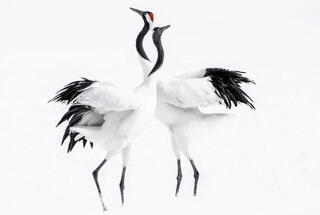 פוטו תחרות צילומי ציפורים 2024 