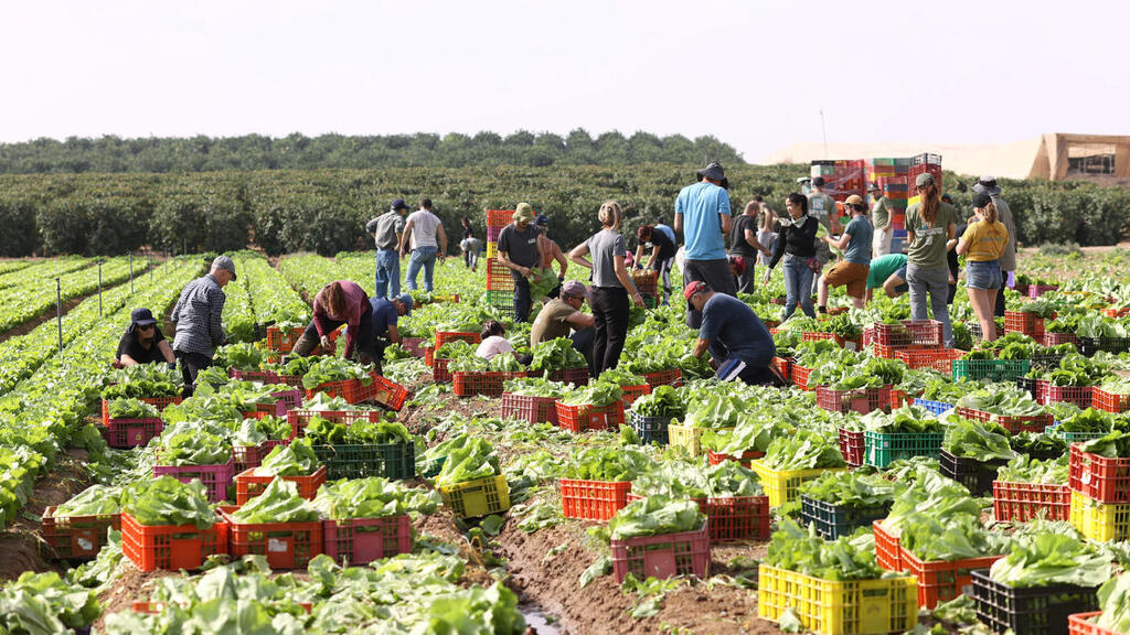 חקלאים ב קטיף בדרום