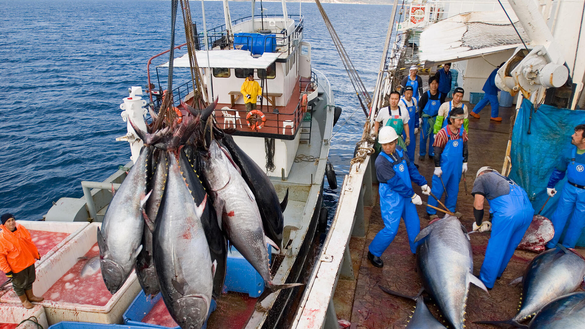 סינים סין דייג טונה דייגים דגים