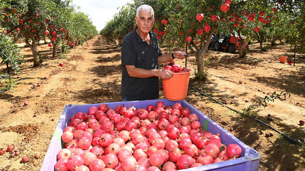 יורם קדמן מגדל רימונים במושב ישע פנאי