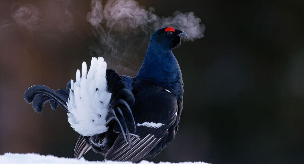 פוטו תחרות צילומי ציפורים 2024 Black Grouse