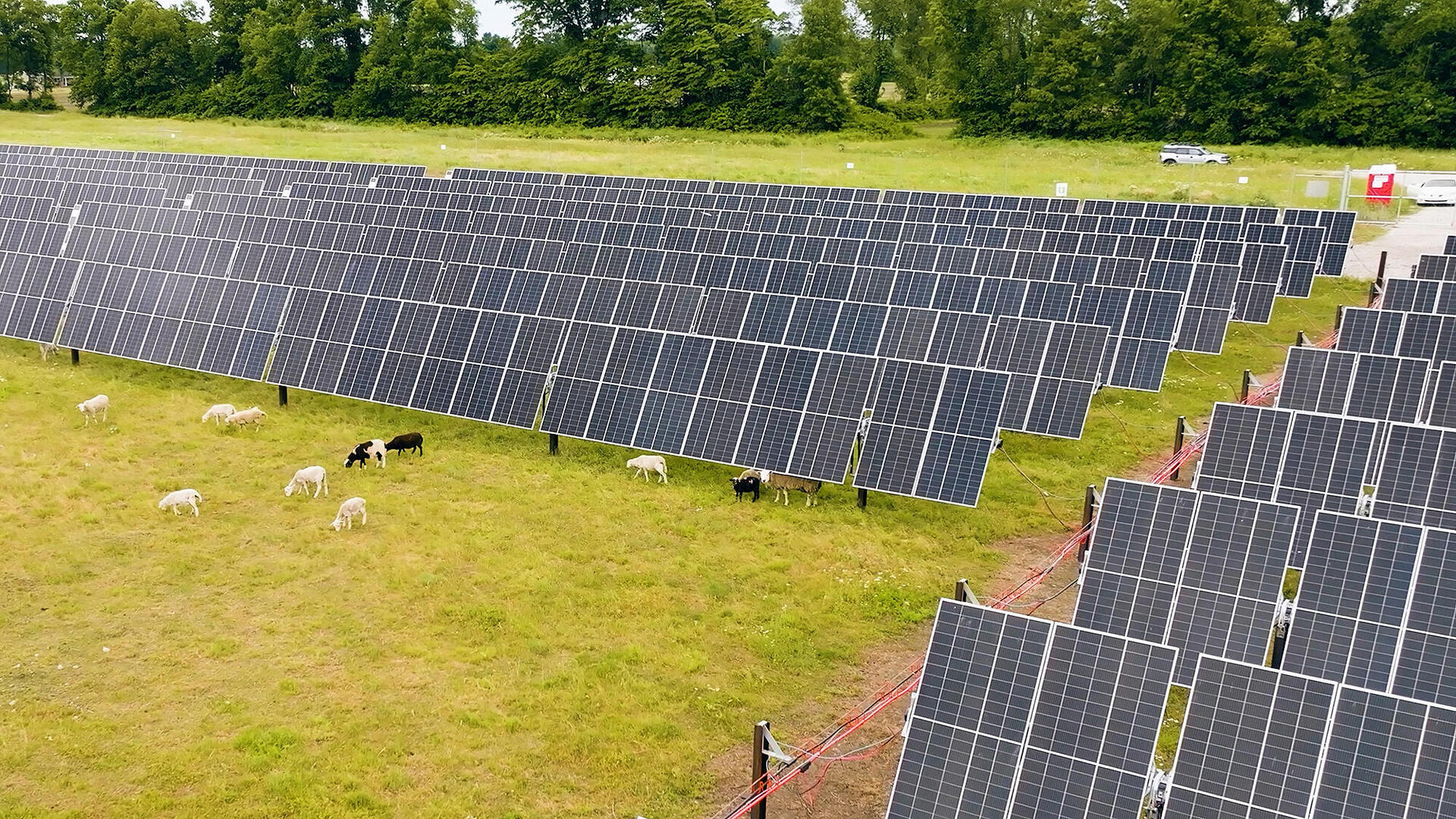 כבשים ו פאנלים סולארים ב אינדיאנה ארה"ב