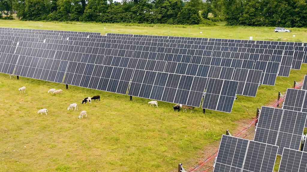 פאנלים סולאריים של דוראל בארה"ב (צילום: דוראל) כבשים ו פאנלים סולארים ב אינדיאנה ארה"ב