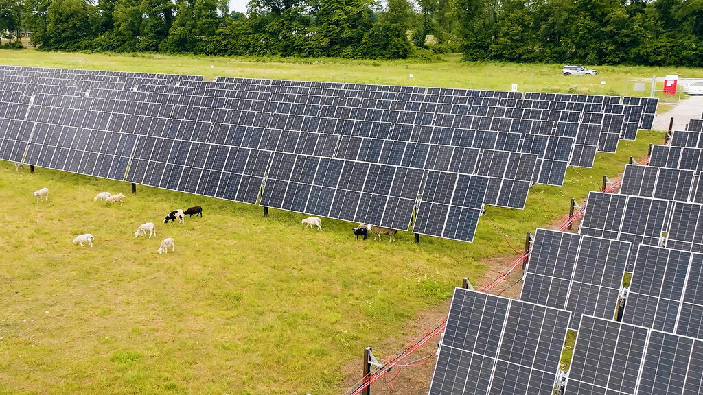 כבשים ו פאנלים סולארים ב אינדיאנה ארה"ב