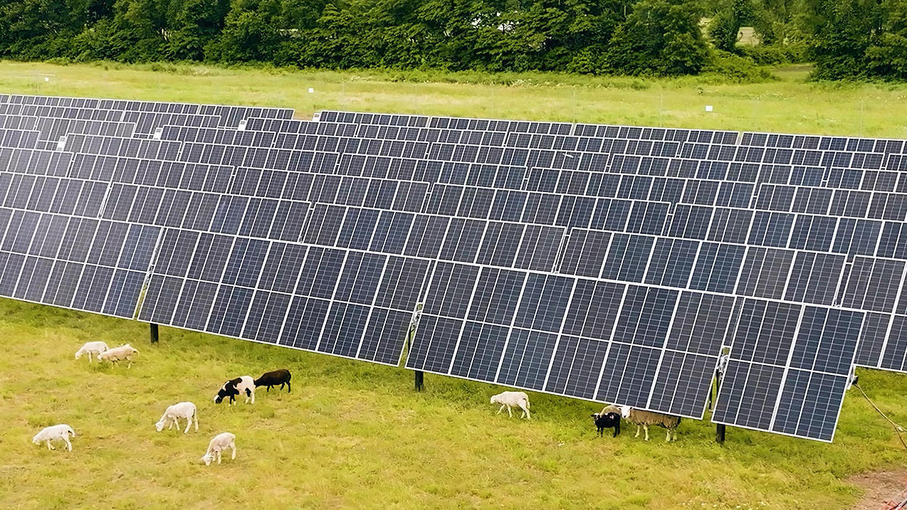כבשים ו פאנלים סולארים ב אינדיאנה ארה"ב