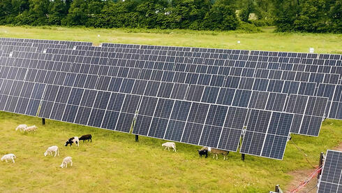 צילום: דוראל דוראל תמכור חשמל סולארי בחצי מיליארד דולר ללקוח בארה"ב