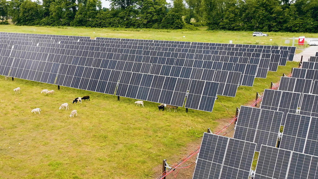 כבשים ו פאנלים סולארים ב אינדיאנה ארה"ב