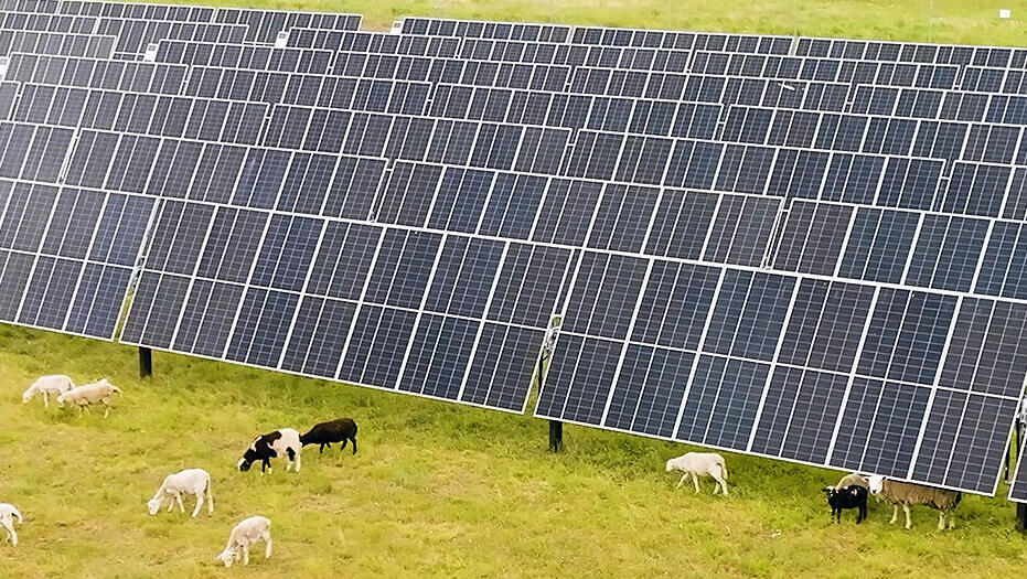 כבשים ו פאנלים סולארים ב אינדיאנה ארה"ב