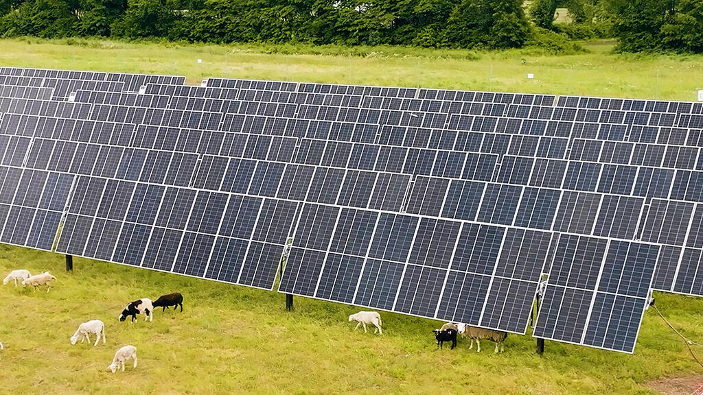 כבשים ו פאנלים סולארים ב אינדיאנה ארה"ב