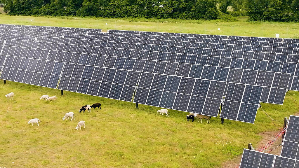 כבשים ו פאנלים סולארים ב אינדיאנה ארה"ב