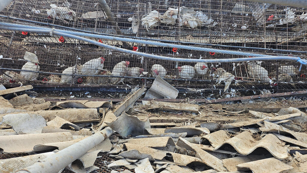 לול הרוס במרגליות. "אין אפשרות לאסוף את הביצים, אז לא משתלם להאכיל את התרנגולות ונותנים להן לגווע"