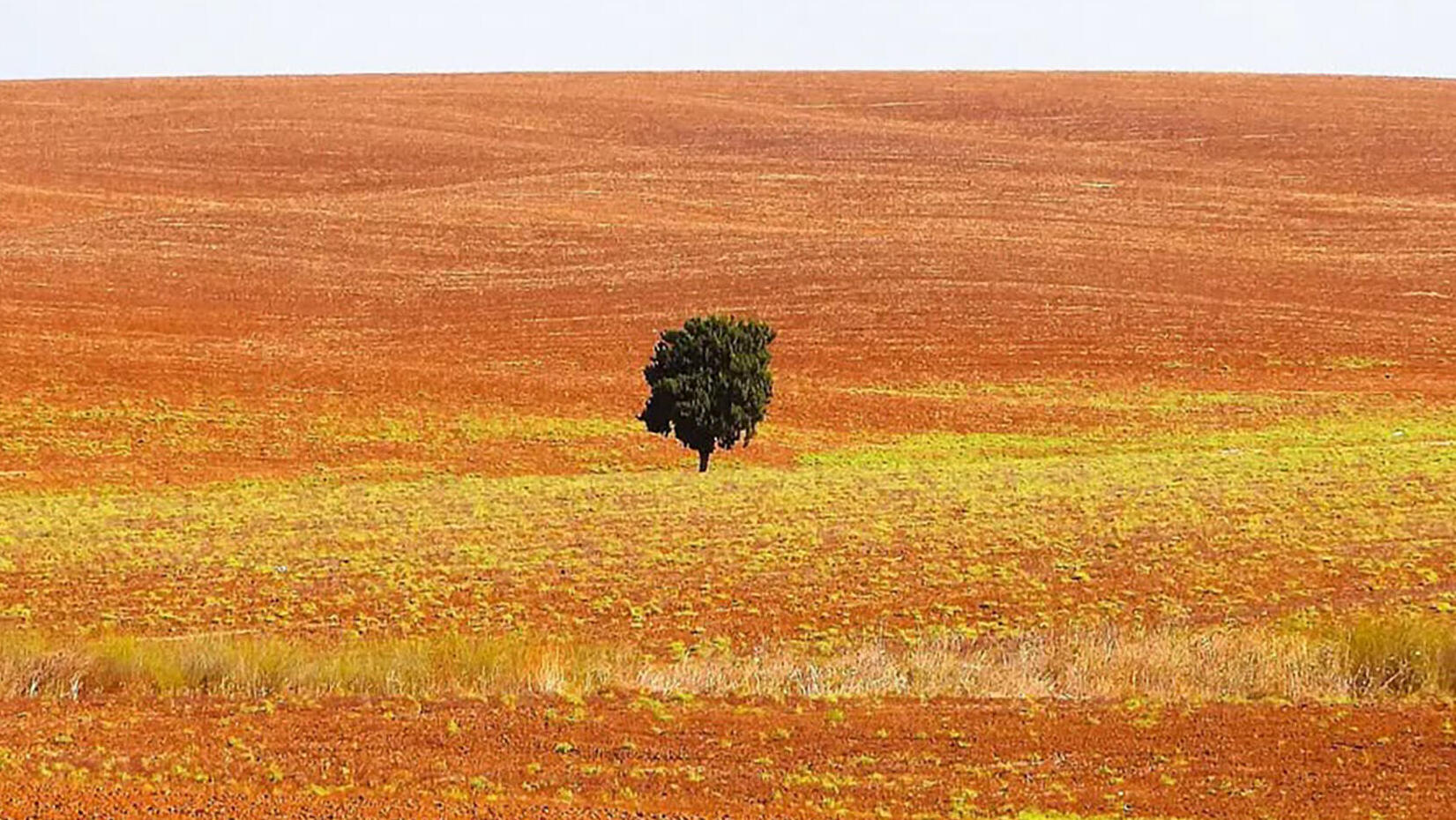 קידוח נפט ב שפלת יהודה