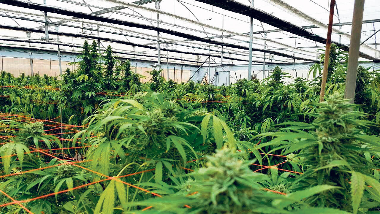 חוות שיח ל גידול קנאביס רפואי