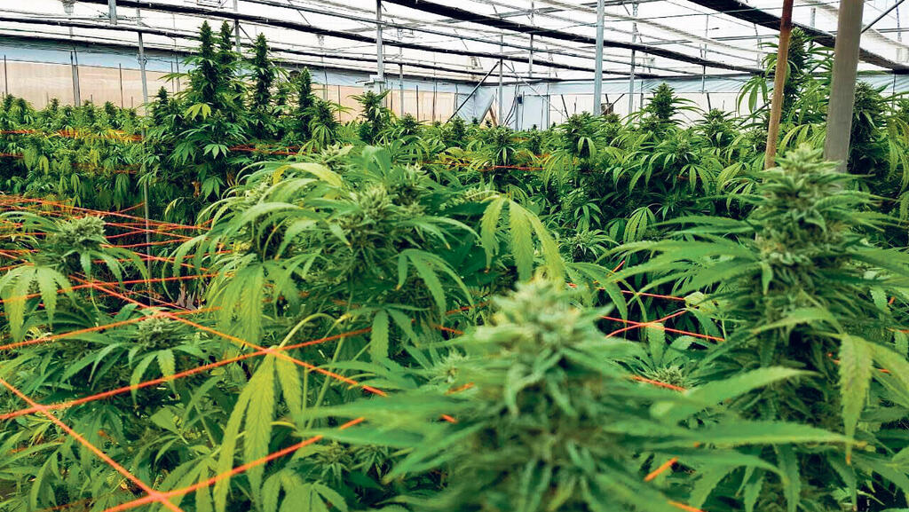 גידול קנאביס רפואי (צילום: חוות שיח) חוות שיח ל גידול קנאביס רפואי