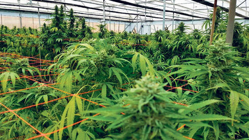 צילום: חוות שיח חברת הקנאביס בזלת מבקשת הסדר חוב וצו עיכוב הליכים לאחר שנקלעה לחדלות פירעון