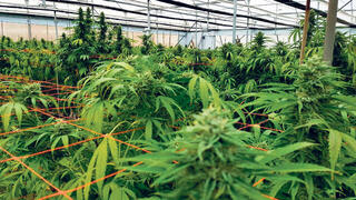 חוות שיח ל גידול קנאביס רפואי