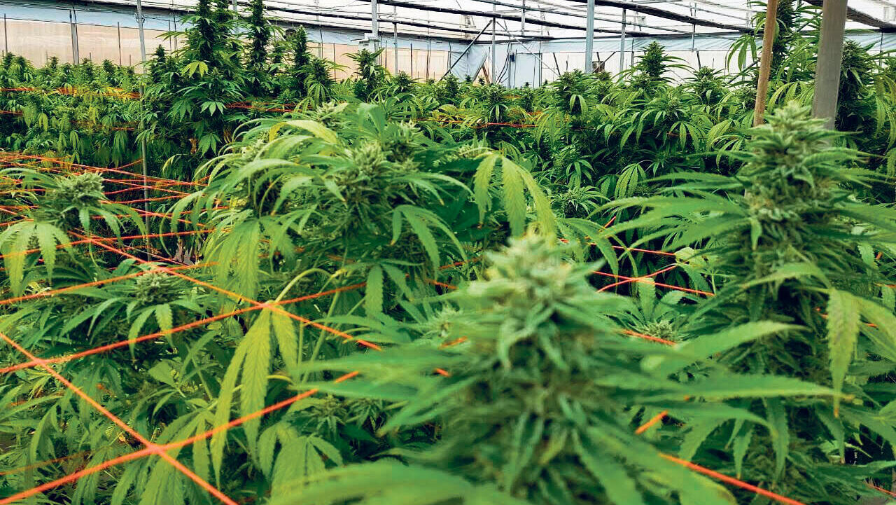 חוות שיח ל גידול קנאביס רפואי