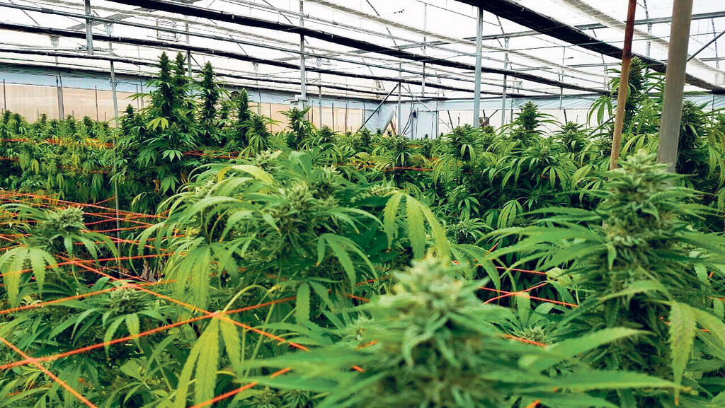 חוות שיח ל גידול קנאביס רפואי