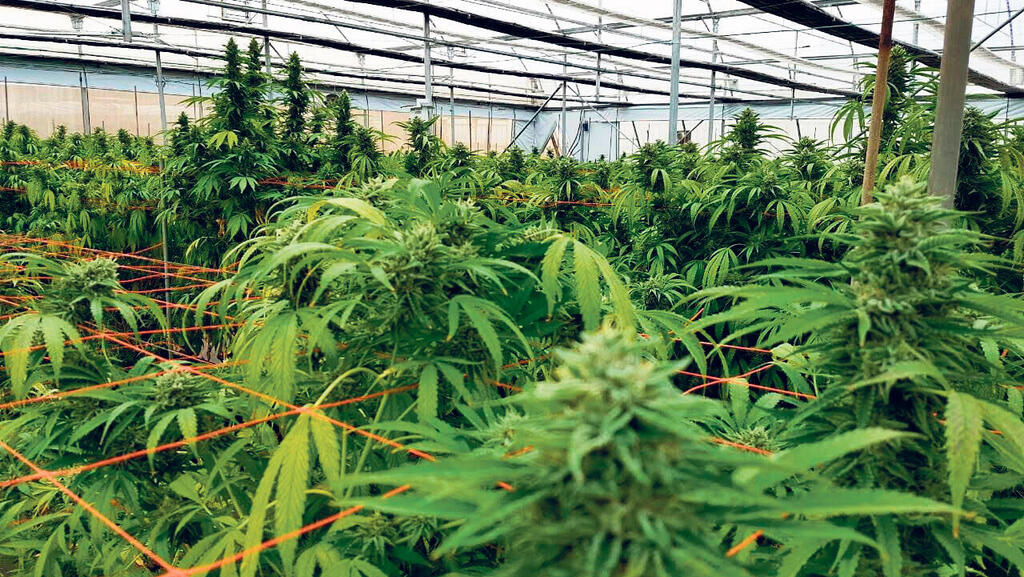 חוות גידול קנאביס רפואי (צילום: חוות שיח) חוות שיח ל גידול קנאביס רפואי