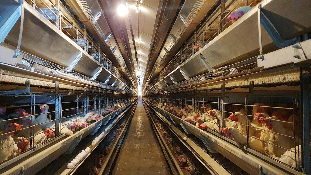 לול תרנגולות סוללת ביצים