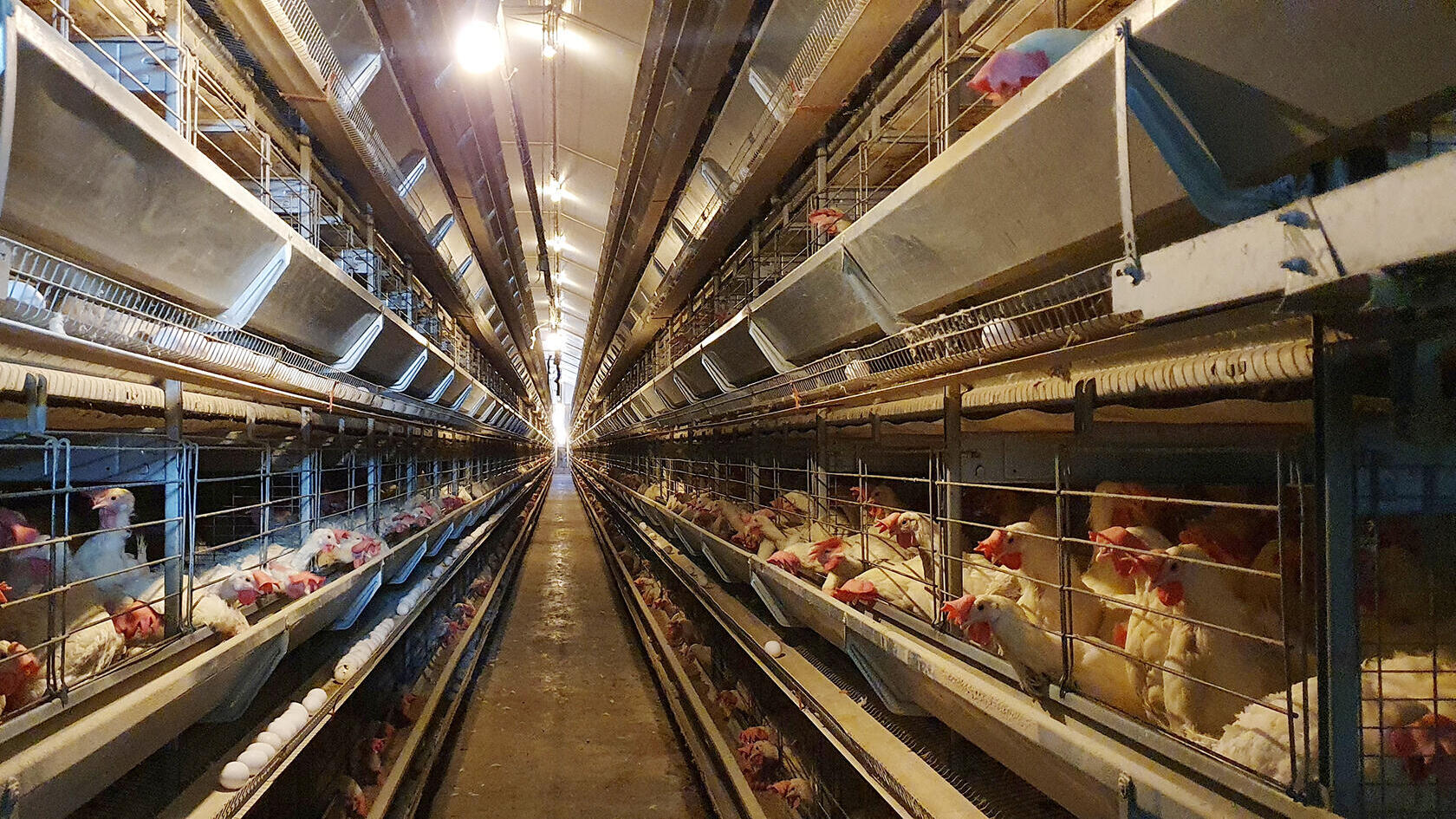 לול תרנגולות סוללת ביצים