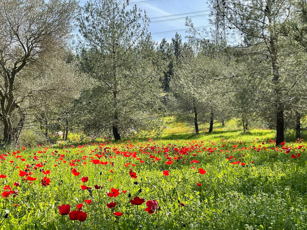 כלניות ב יער בן שמן פנאי