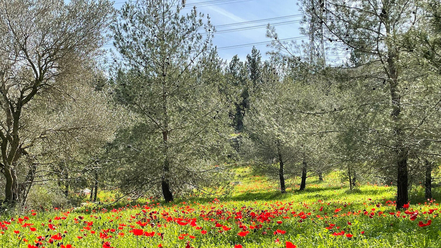 כלניות ב יער בן שמן פנאי