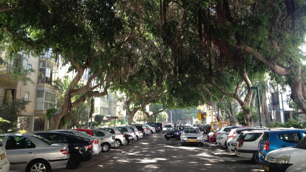 עצים בעיר ( צילום: שחר צור) עצים בעיר