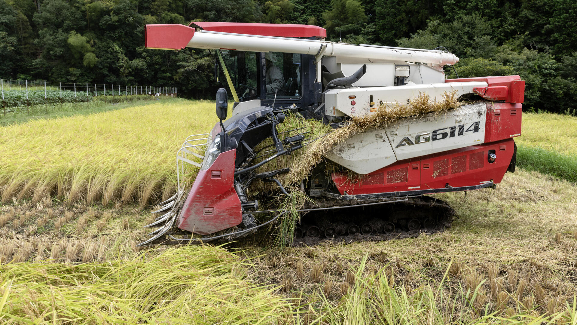קציר אורז ב יפן