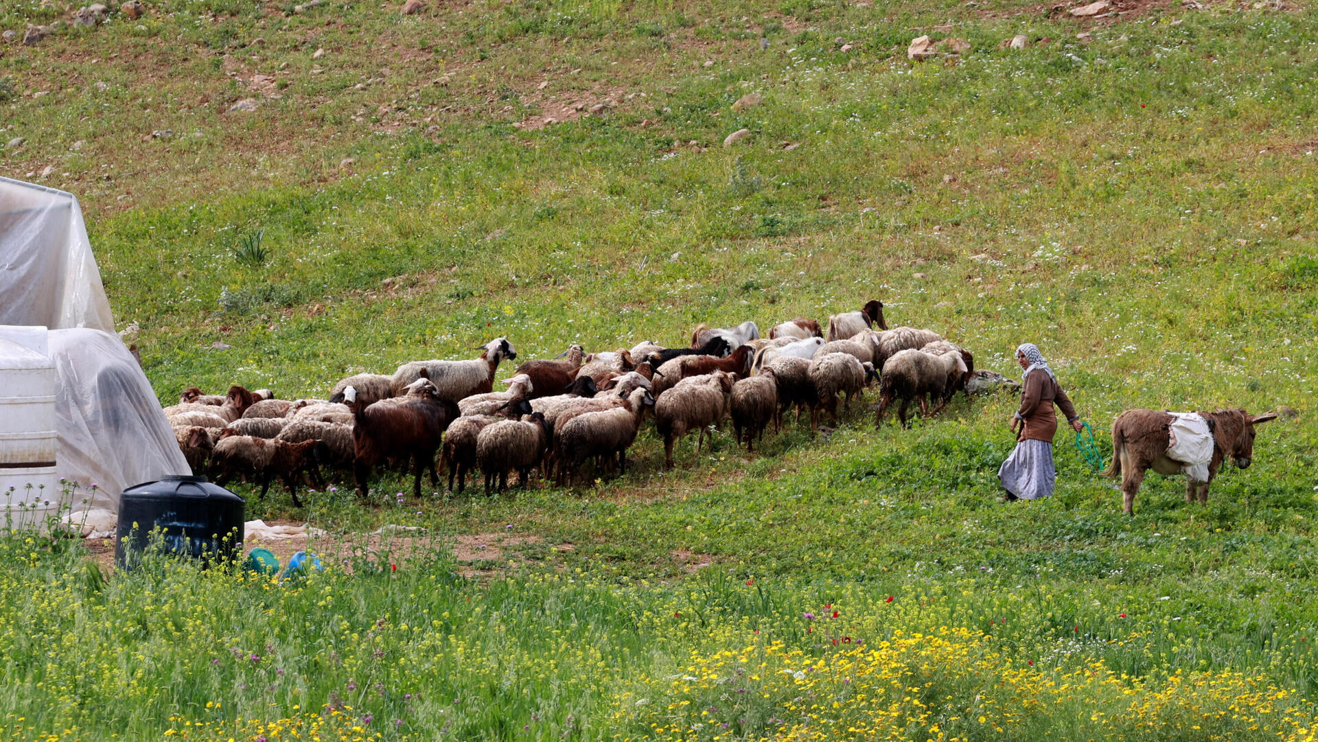 רועי צאן פלסטינים ב בקעת הירדן 19.3.24