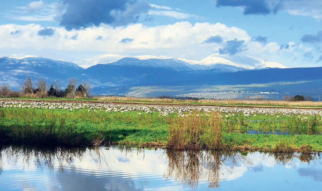 פנאי אגמון החולה