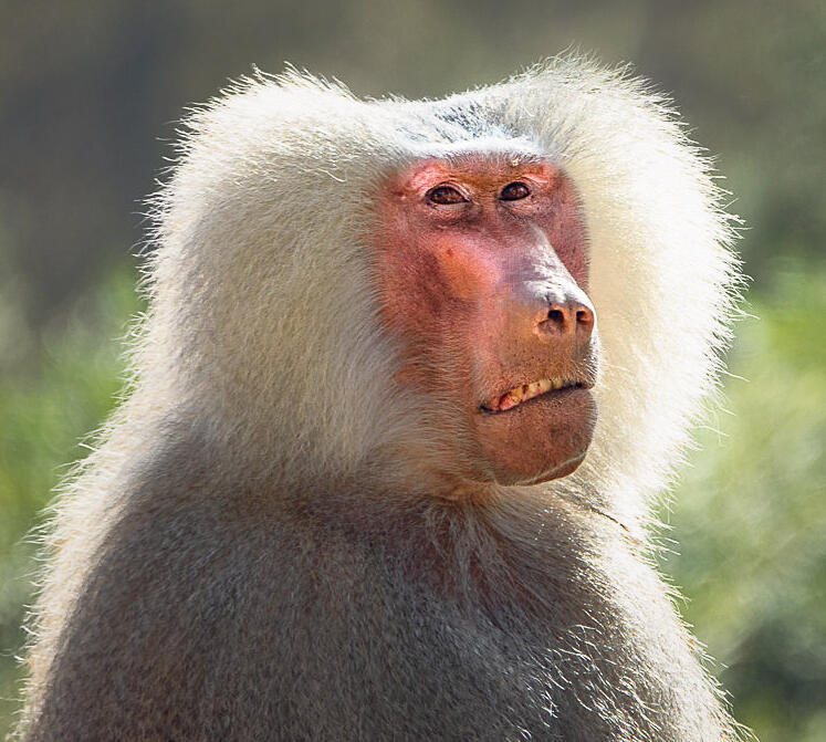 פנאי קוף ספארי