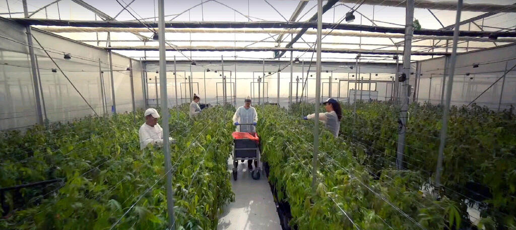 חוות גידול קנאביס רפואי של חברת שיח מדיקל בגבעת חן