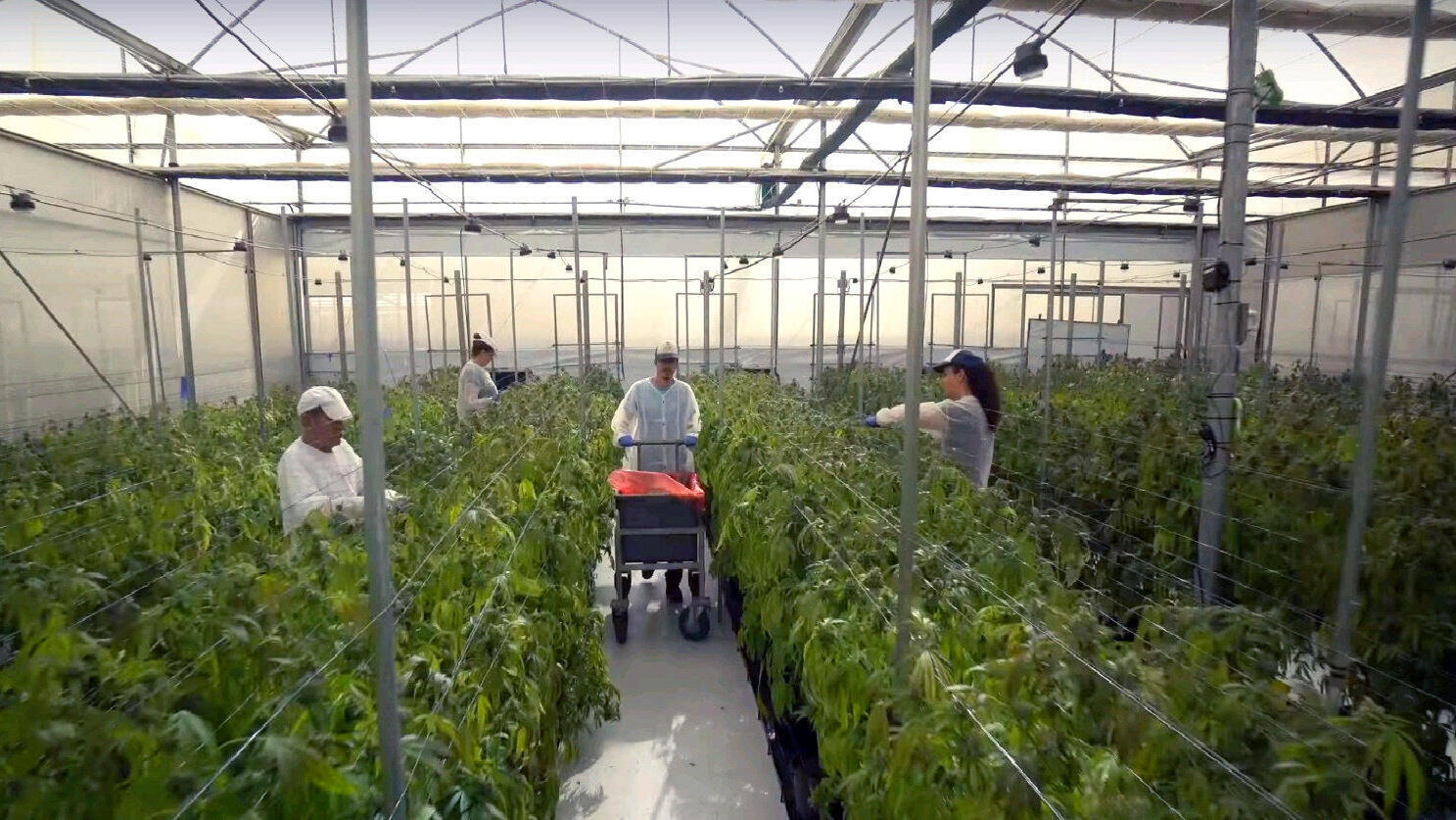 חוות גידול קנאביס רפואי של חברת שיח מדיקל בגבעת חן