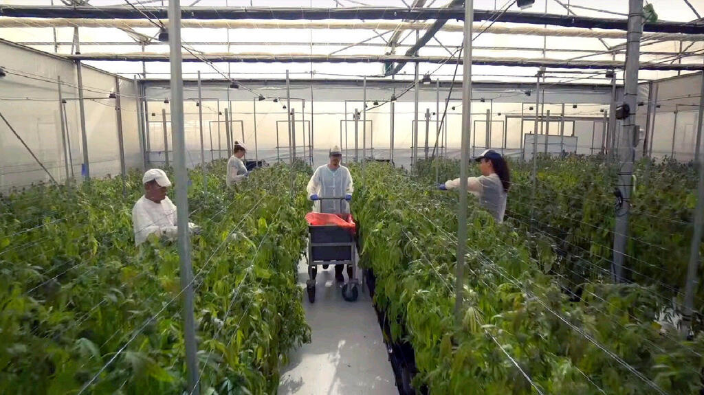 חוות גידול קנאביס רפואי של חברת שיח מדיקל בגבעת חן